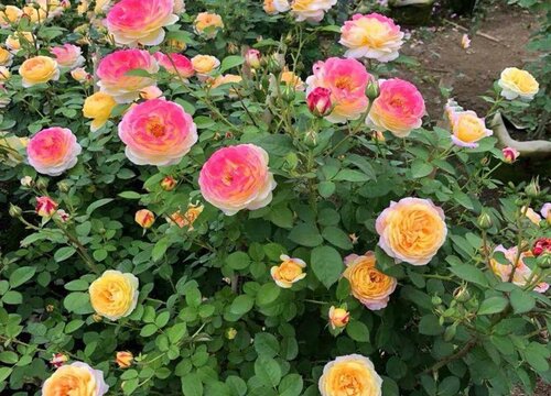 養(yǎng)好月季花需要注意的一些細(xì)節(jié)問(wèn)題