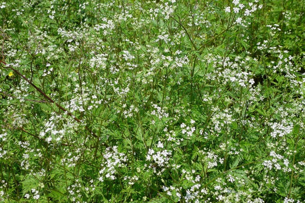 野胡蘿卜花的優(yōu)點以及如何種植