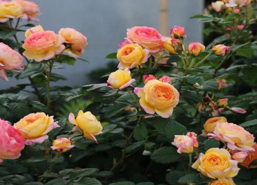 養(yǎng)好月季花需要注意的一些細(xì)節(jié)問(wèn)題
