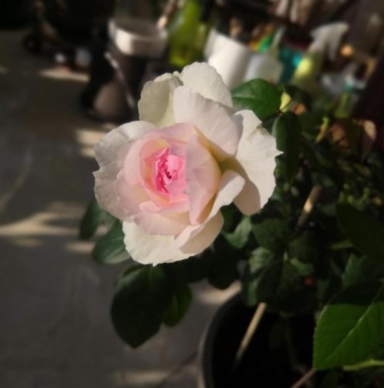 波萊羅月季室內(nèi)陽臺種植效果圖賞