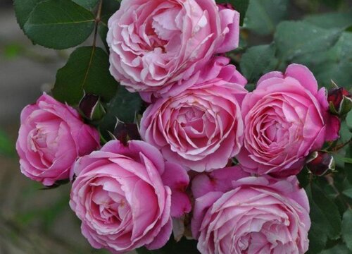 月季秋季如何養(yǎng)護(hù)開花大且多