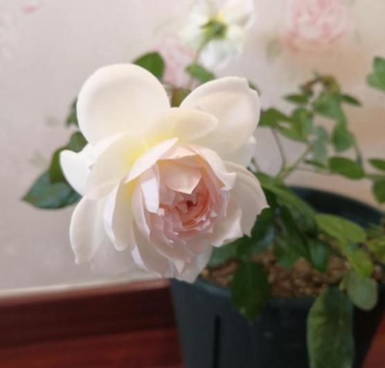 波萊羅月季室內(nèi)陽臺種植效果圖賞