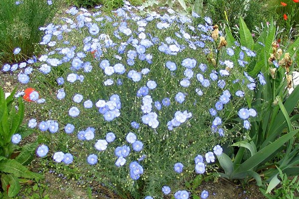 藍(lán)花亞麻