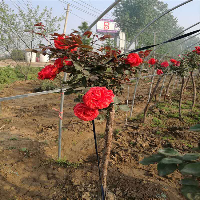 月季花的產(chǎn)地在哪里？