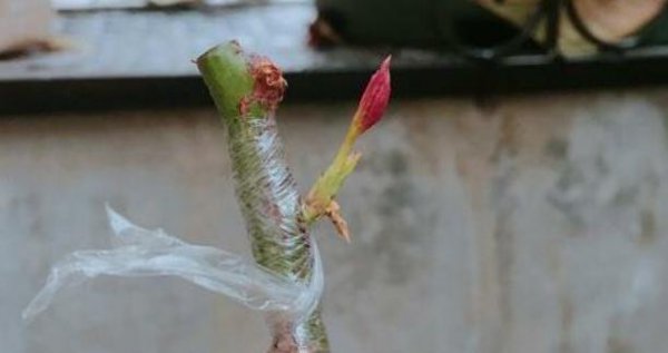薔薇嫁接月季的優(yōu)點與缺點