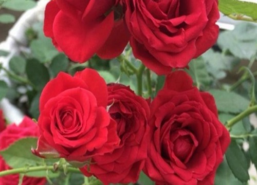 月季花苞沒開就枯萎了是啥原因