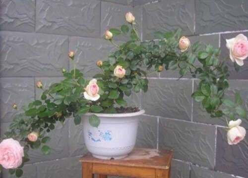 月季花什么時(shí)候剪枝葉最好
