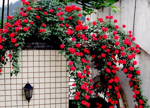 養(yǎng)好月季花需要注意的一些細(xì)節(jié)問(wèn)題