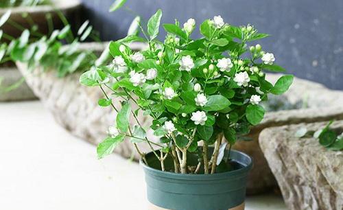 茉莉花和月季哪個更好養(yǎng)？