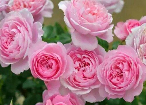 月季花苞沒開就枯萎了是啥原因