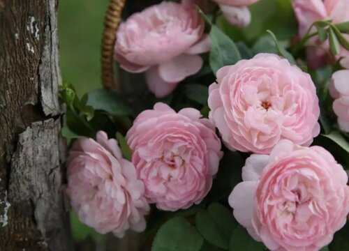 月季花早春可以施肥嗎?