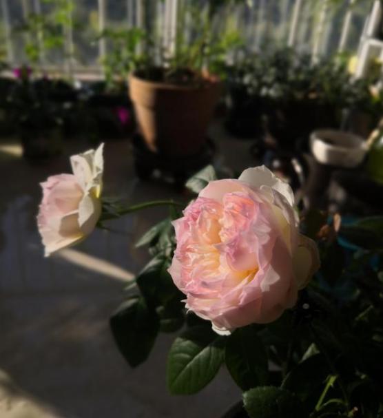 波萊羅月季室內(nèi)陽臺種植效果圖賞