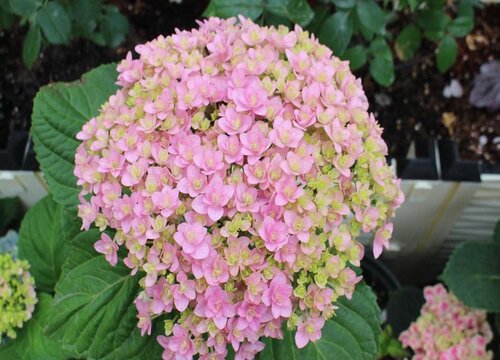 花手鞠繡球是新老枝開花嗎？