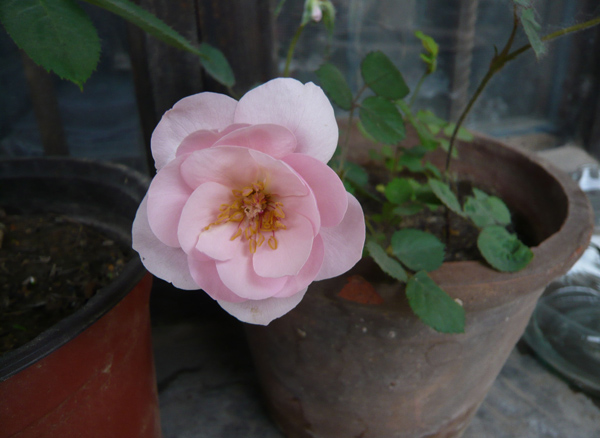 月季花種子怎么種？
