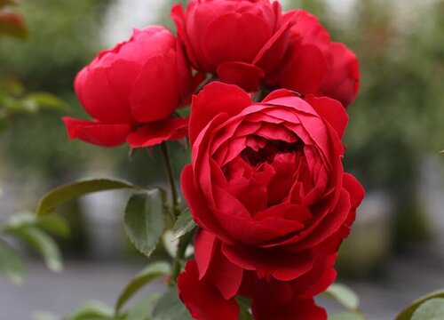 紅蕾絲月季花好養(yǎng)嗎？
