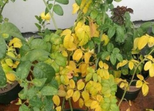 月季花黃葉是什么原因，月季黃葉如何處理