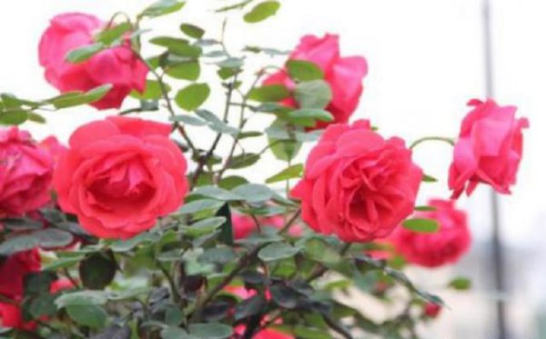月季花冬天放在室外不管會被凍死嗎
