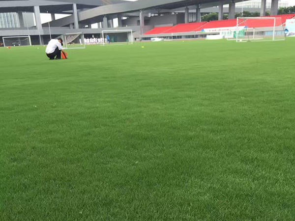 狗牙根包衣和凈種哪個出芽率高？