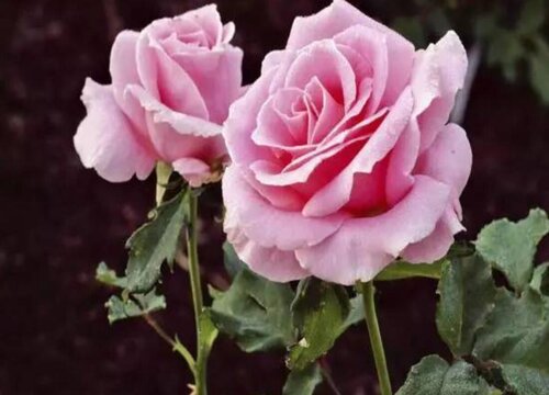 月季花病蟲(chóng)害怎么預(yù)防好