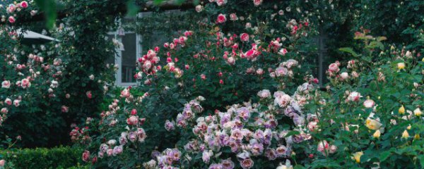 家里陽臺(tái)可以種植月季花嗎？