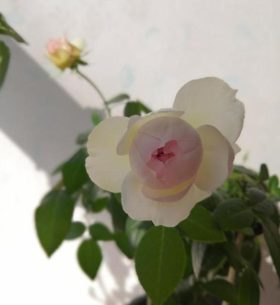 波萊羅月季室內(nèi)陽臺種植效果圖賞