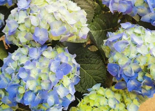 繡球花可以放在臥室里面嗎？