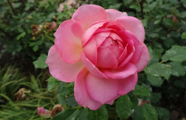 夏季月季花怎么管理養(yǎng)護？