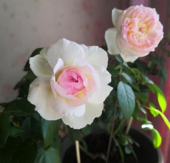 波萊羅月季室內(nèi)陽臺種植效果圖賞