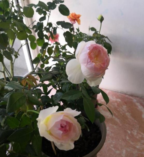波萊羅月季室內(nèi)陽臺種植效果圖賞