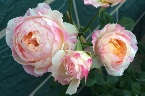 莫奈月季如何養(yǎng)開(kāi)花更大