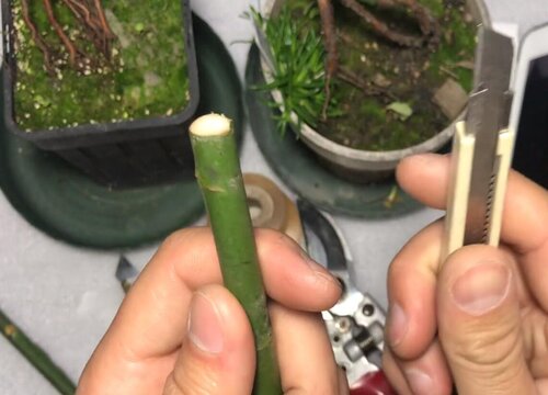 月季芽接的最佳時(shí)間