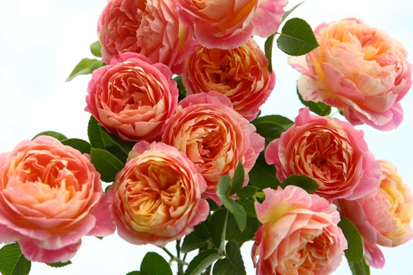 莫奈月季如何養(yǎng)開(kāi)花更大