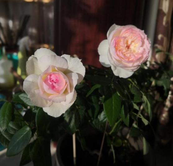 波萊羅月季室內(nèi)陽臺種植效果圖賞