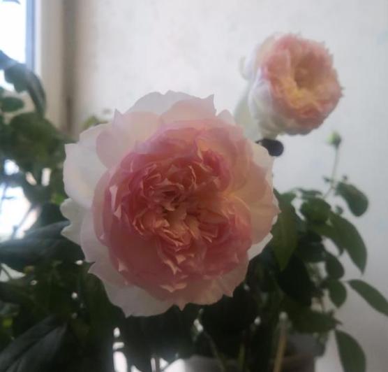 波萊羅月季室內(nèi)陽臺種植效果圖賞