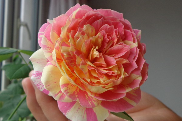 莫奈月季如何養(yǎng)開(kāi)花更大