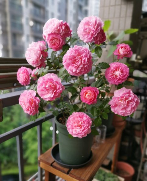 海神王月季是四季開(kāi)花嗎