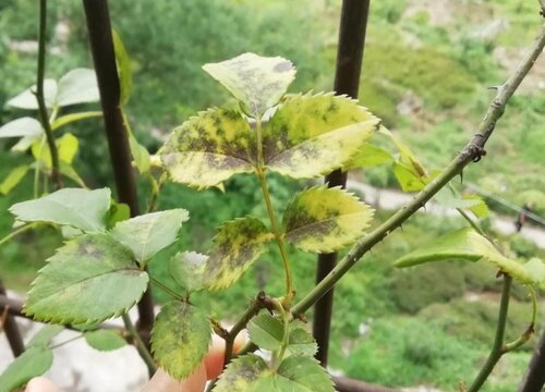 月季花黃葉是什么原因，月季黃葉如何處理