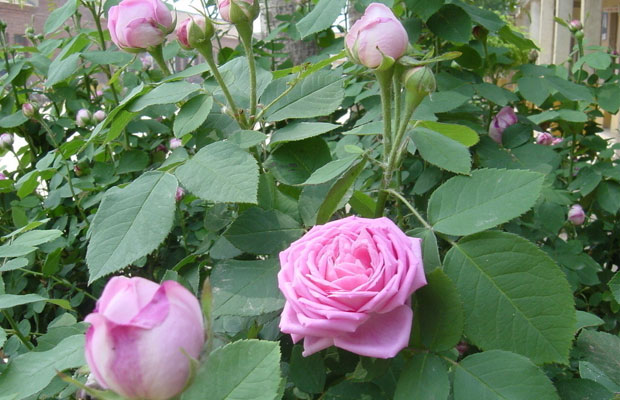 夏季月季花怎么管理養(yǎng)護？