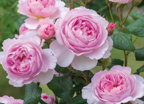 夏季能給月季花換盆嗎？