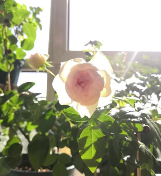 波萊羅月季室內(nèi)陽臺種植效果圖賞