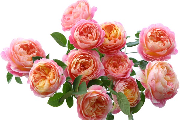 莫奈月季如何養(yǎng)開(kāi)花更大