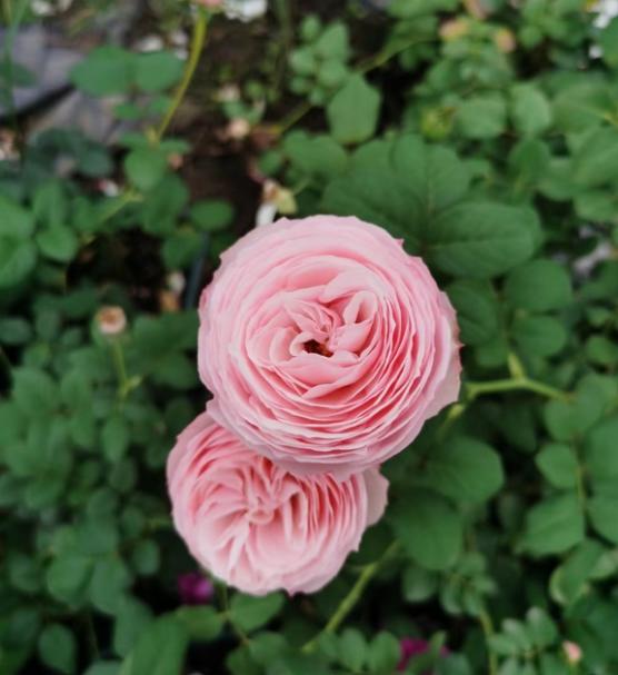 波萊羅月季室內(nèi)陽臺種植效果圖賞