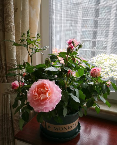 海神王月季是四季開(kāi)花嗎