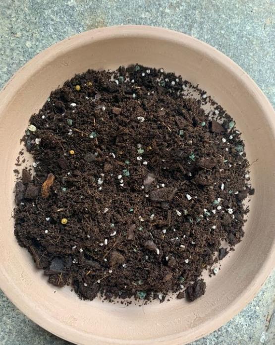 種月季用什么土比較好？