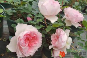月季花越開(kāi)越小是什么原因？