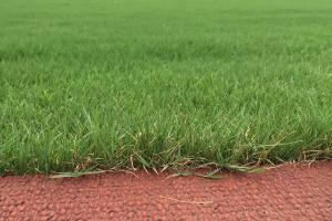 狗牙根可以用什么除草劑根除？