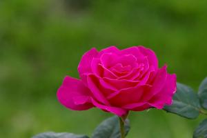 月季花的花語(yǔ)是什么？