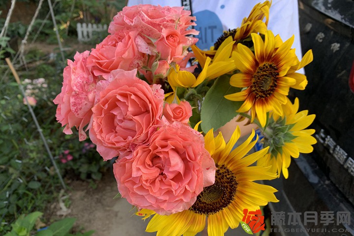 北方月季花冬季什么時(shí)候剪枝好