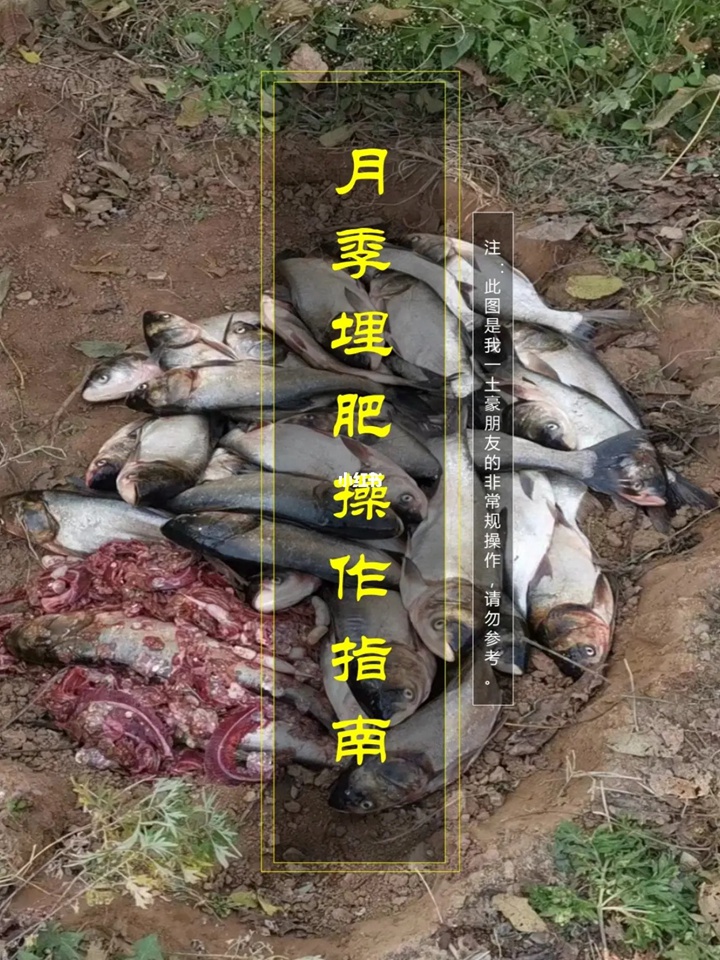 月季埋肥操作指南（春肥，冬肥）