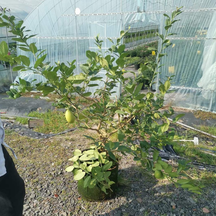 [香水檸檬]香水檸檬圖片_花果期_批發(fā)價格